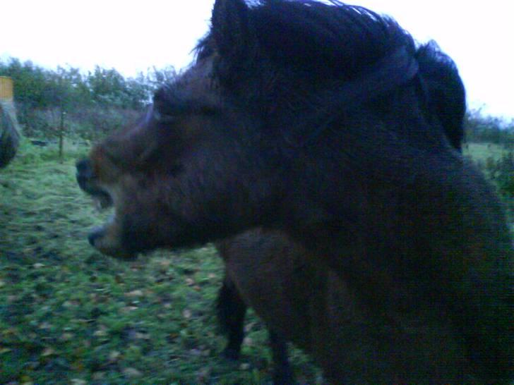 Islænder Komma fra Fagereng billede 8