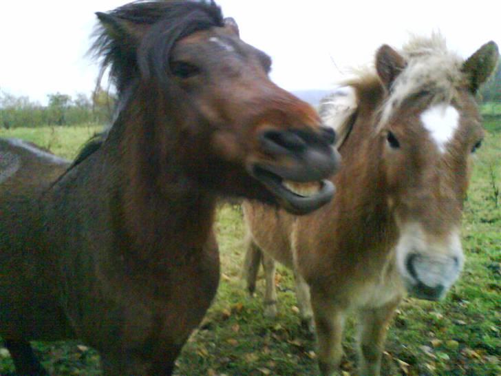 Islænder Komma fra Fagereng billede 9