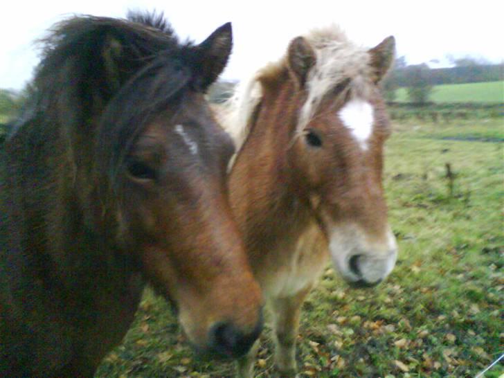 Islænder Komma fra Fagereng billede 10
