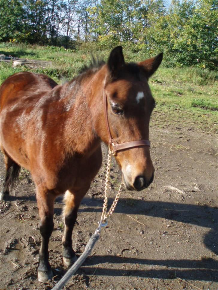 Anden særlig race Ofelia (Fie) billede 3