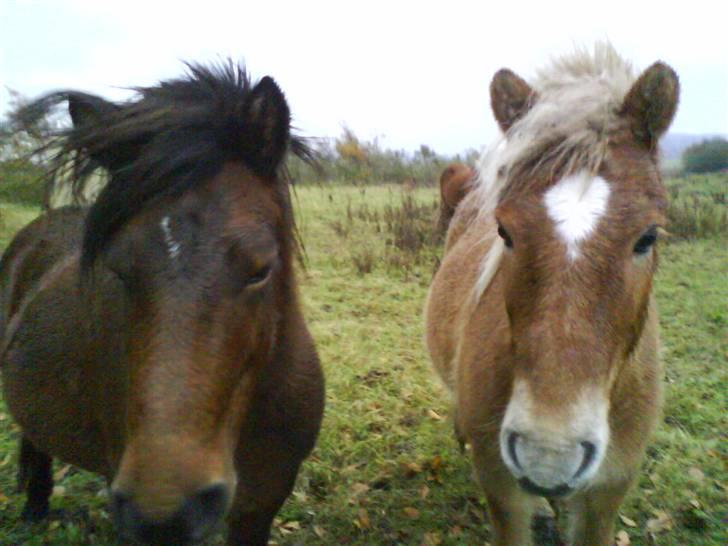 Islænder Komma fra Fagereng billede 11