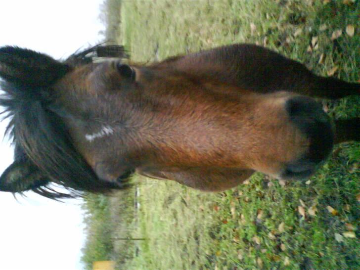 Islænder Komma fra Fagereng billede 12