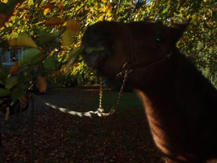 Anden særlig race Ofelia (Fie) billede 7