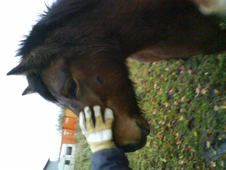 Islænder Komma fra Fagereng billede 14