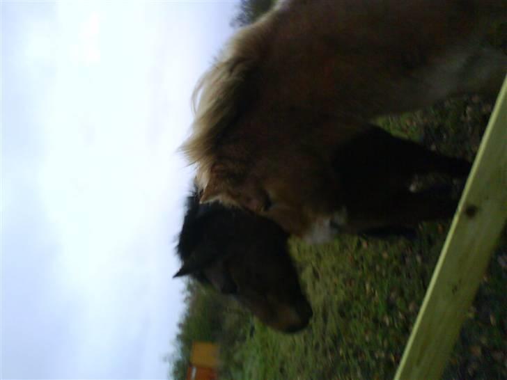 Islænder Komma fra Fagereng billede 15