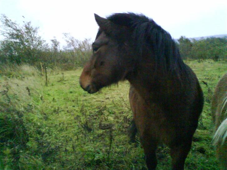 Islænder Komma fra Fagereng billede 16