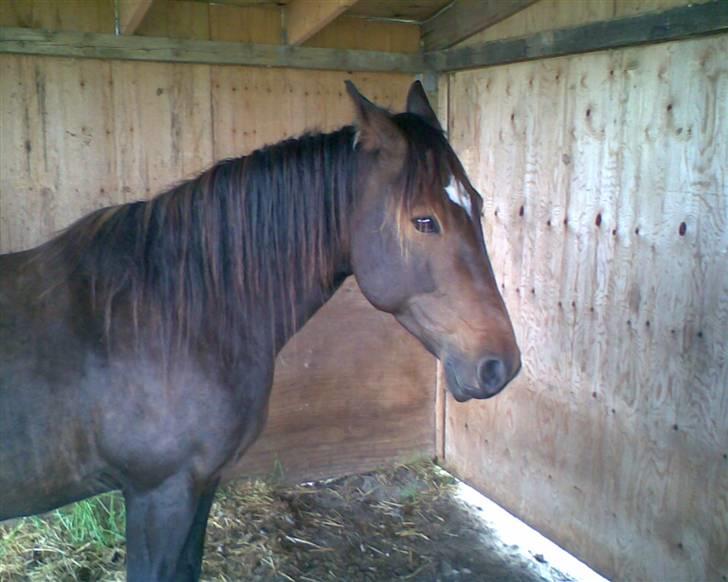 Traver Gucci Boy *SOLGT* billede 12