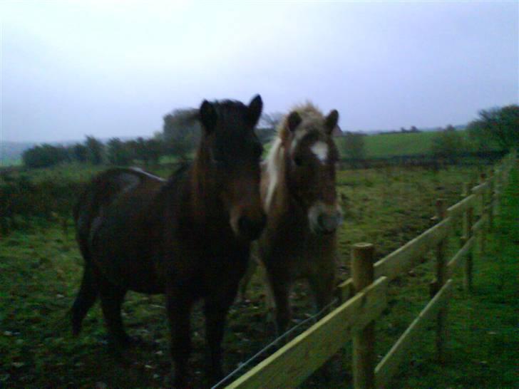 Islænder Komma fra Fagereng billede 17