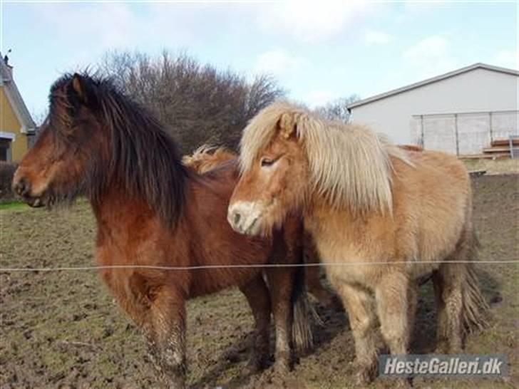 Islænder Komma fra Fagereng billede 18