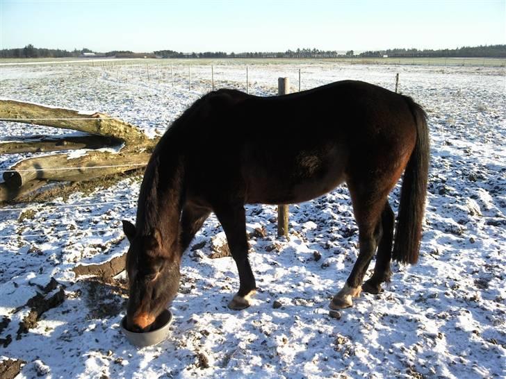 Traver Gucci Boy *SOLGT* billede 13