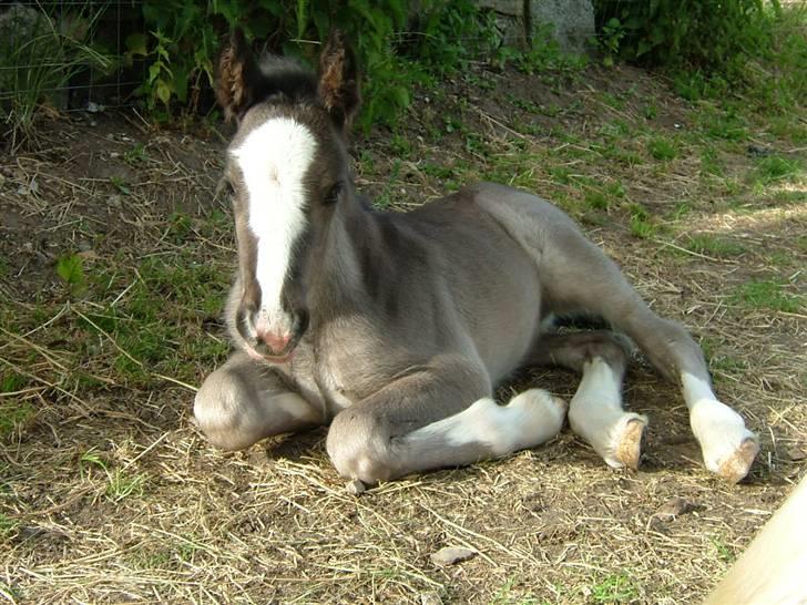 Irish Cob Møllens Miss. Ziggy*SOLG* billede 15