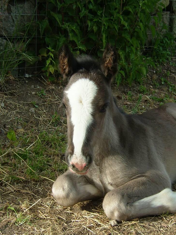 Irish Cob Møllens Miss. Ziggy*SOLG* billede 16