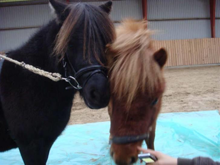 Anden særlig race Ferrari *Solgt* billede 8