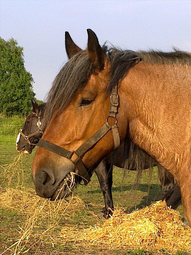 Belgier Dorte af tjerrildmosegård... solgt - juni 2010 billede 12