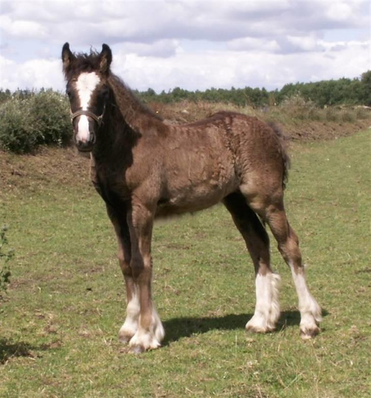 Tinker Nørregårds Lillefix billede 2