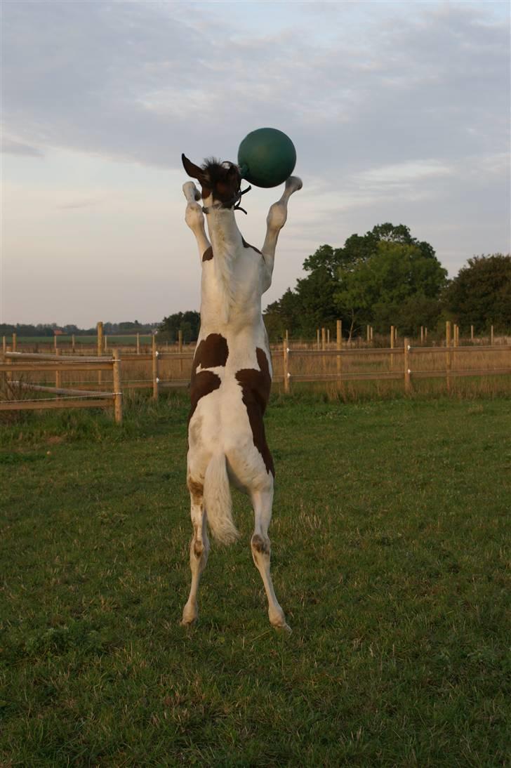 Pinto Enekær's Sambatino *Årets land og fritid hest* - Fra d. 23. sept.. Han kan da stejle.. :) billede 9