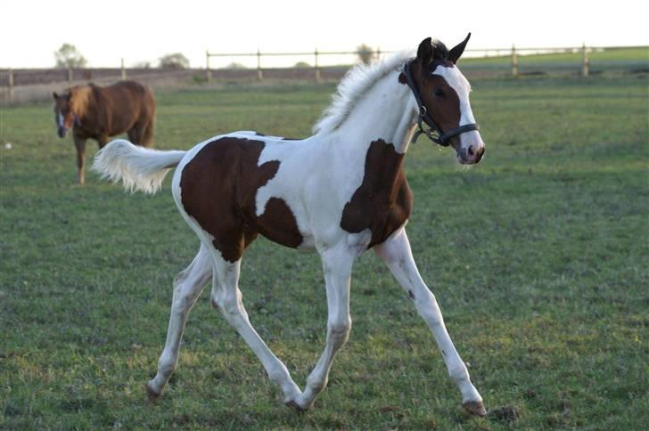 Pinto Enekær's Sambatino *Årets land og fritid hest* - Dette billede er jeg ret glad for... ;) Smiler,han kan jo spadsere.... ;)  billede 10