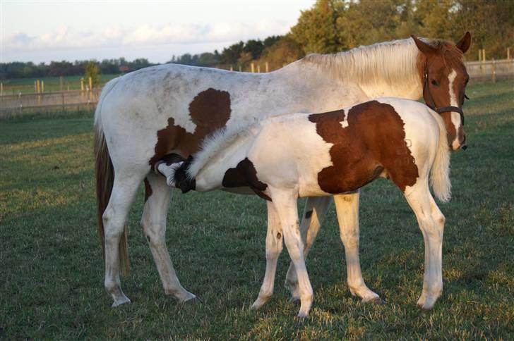 Pinto Enekær's Sambatino *Årets land og fritid hest* - Her et billede af den lille dreng sammen med hans mor, så kan I se hvor meget han er vokset.. :) billede 11