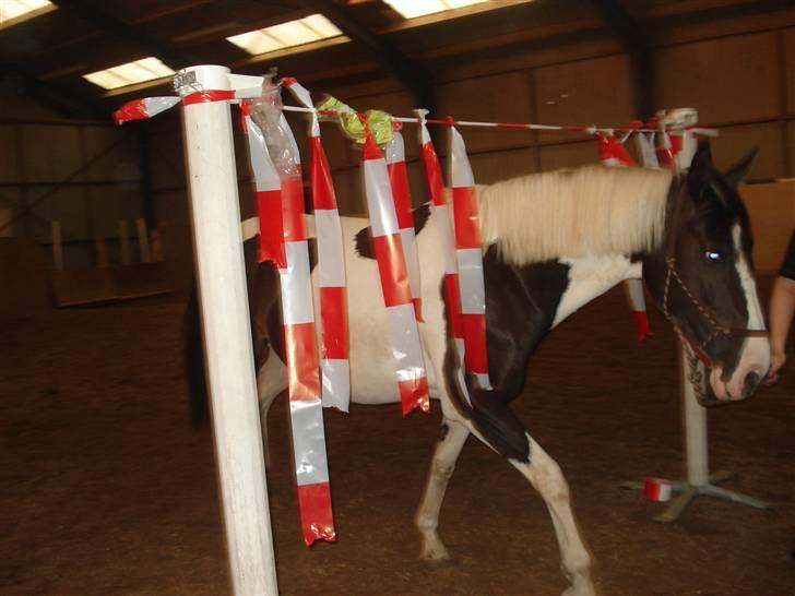 Pinto moonlights givea. billede 2