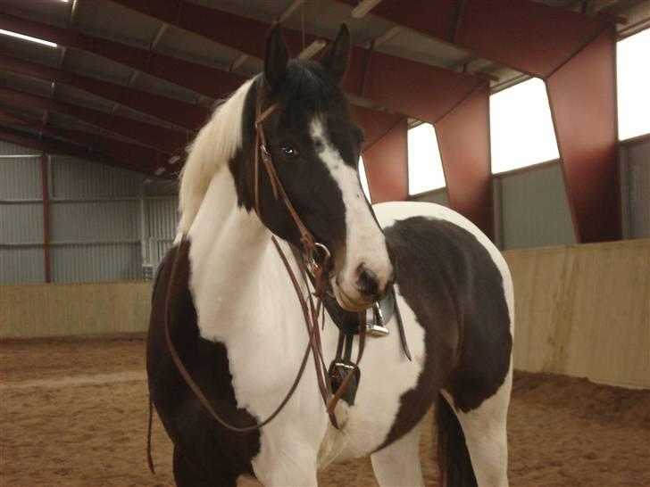 Pinto moonlights givea. - med western trense,det klør hende godt synes jeg. billede 3