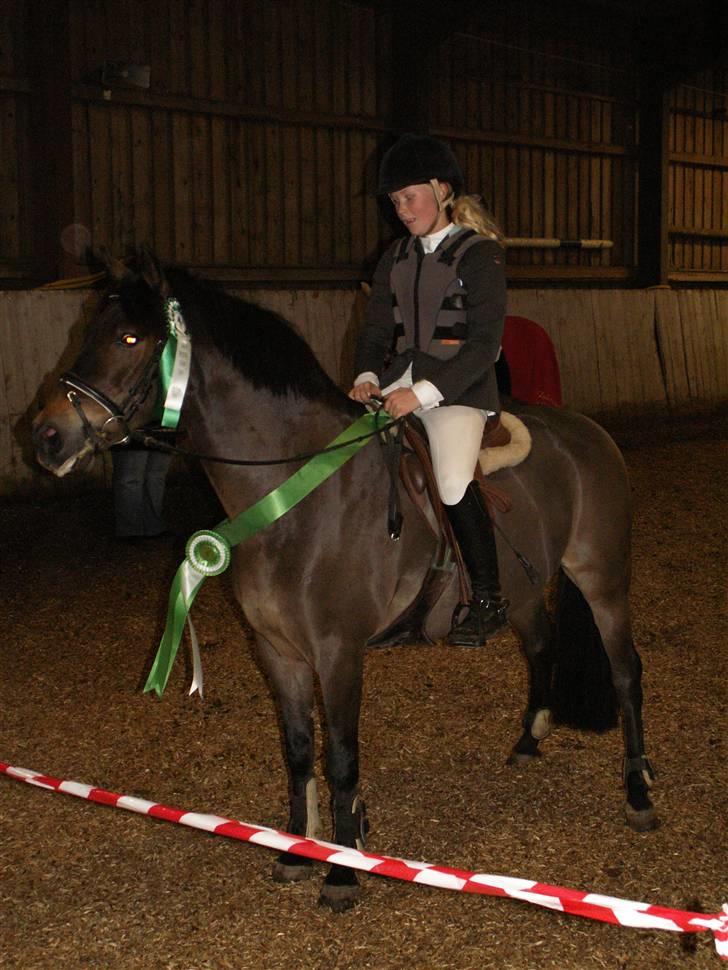 New Forest vognmandgårdens comet  - Klubmesterne skaberne på HSK i spring vi blev nr.3 for kat 2  billede 1