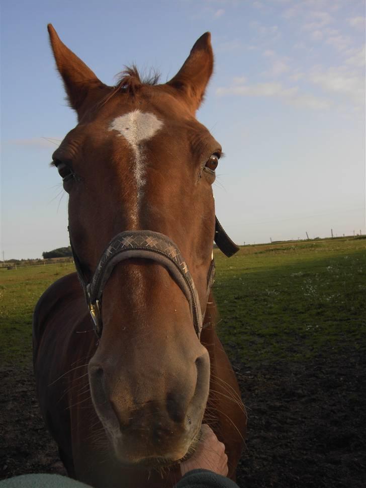 Anden særlig race Freja - ER DER NOGEN SOM KAN GENKENDE DENNE HEST???  VIL GERNE FINDE TIDLIGERE EJERE... billede 1