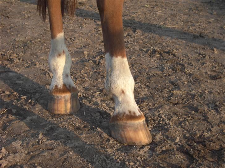 Anden særlig race Freja - Freja´s specielle bagsokke. Smukke ikke? billede 2