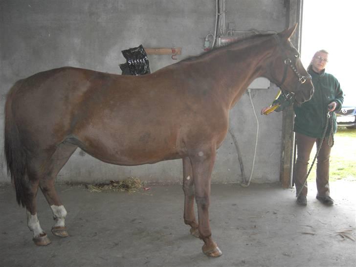 Anden særlig race Freja - 14 dage efter køb...! Ser stadig noget "slidt og nusset ud"  billede 3