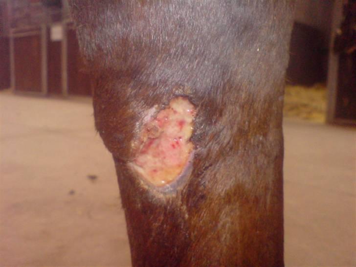 Anden særlig race Freja - Et meget grimt kødsår (foto taget 3 uger efter påbegyndt behandling) Såret var IKKE behandlet overhovedet..!  billede 5