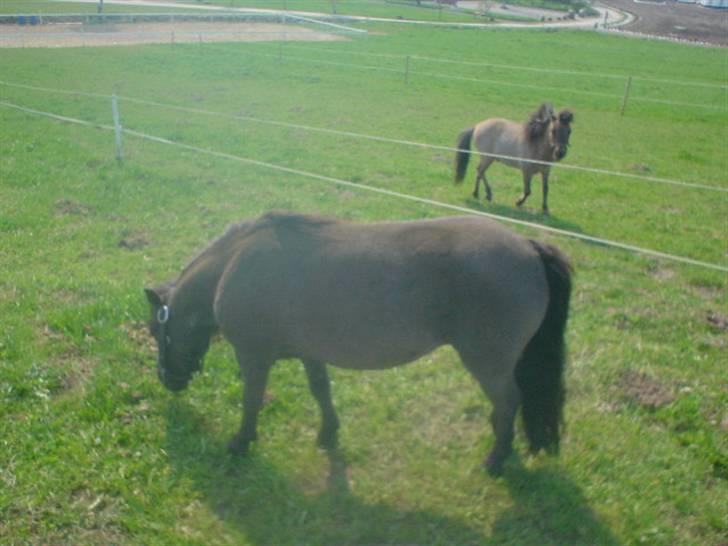 Miniature Møgelhøjs Bella - SOLGT - Bela efter kåring 2006 billede 8