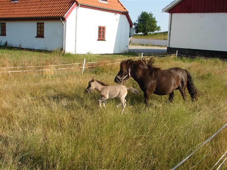 Miniature Møgelhøjs Bella - SOLGT - 1 dag påfold, man skal sørme passe på sin baby:) billede 11