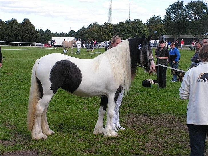Tinker Solgaardens miss wicki - Wicki til Store Hestedag 2010 billede 1