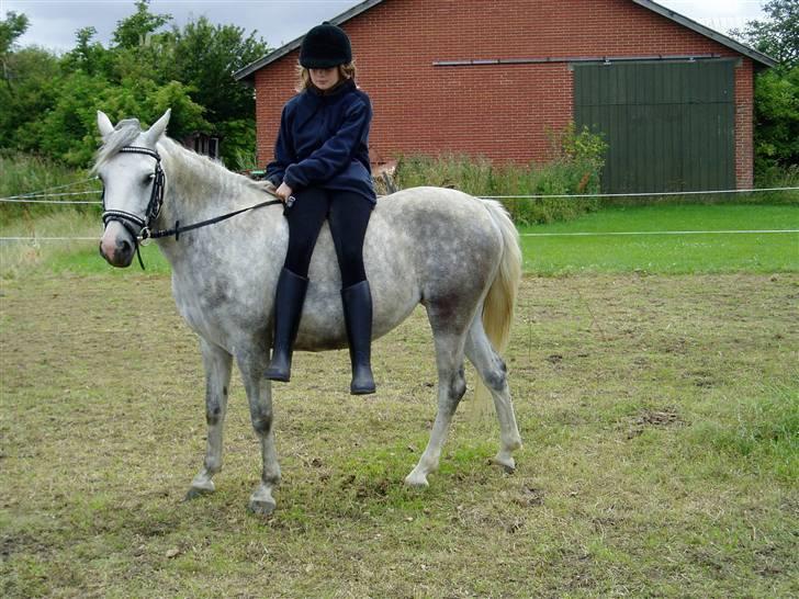 Welsh Partbred (Sec F) Bjerregaards Isabell billede 10