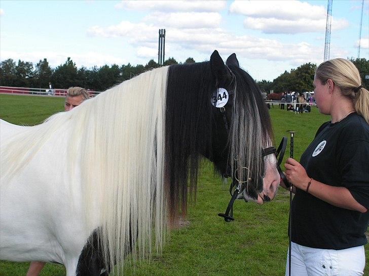 Tinker Solgaardens miss wicki - Wicki til Store Hestedag 2010 billede 2