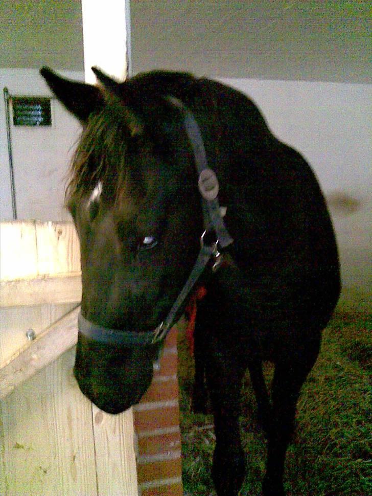 Anden særlig race Diablo billede 10