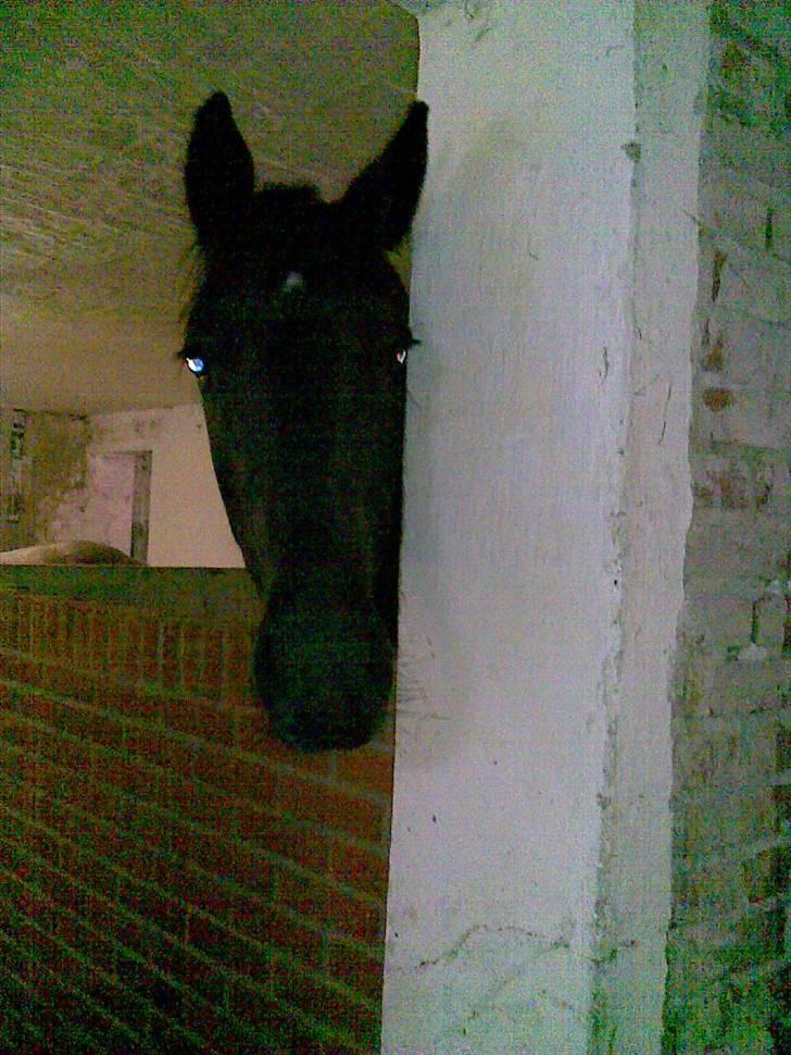 Anden særlig race Diablo billede 11