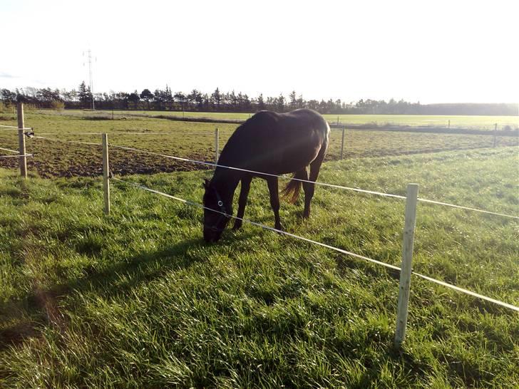 Anden særlig race Diablo billede 12