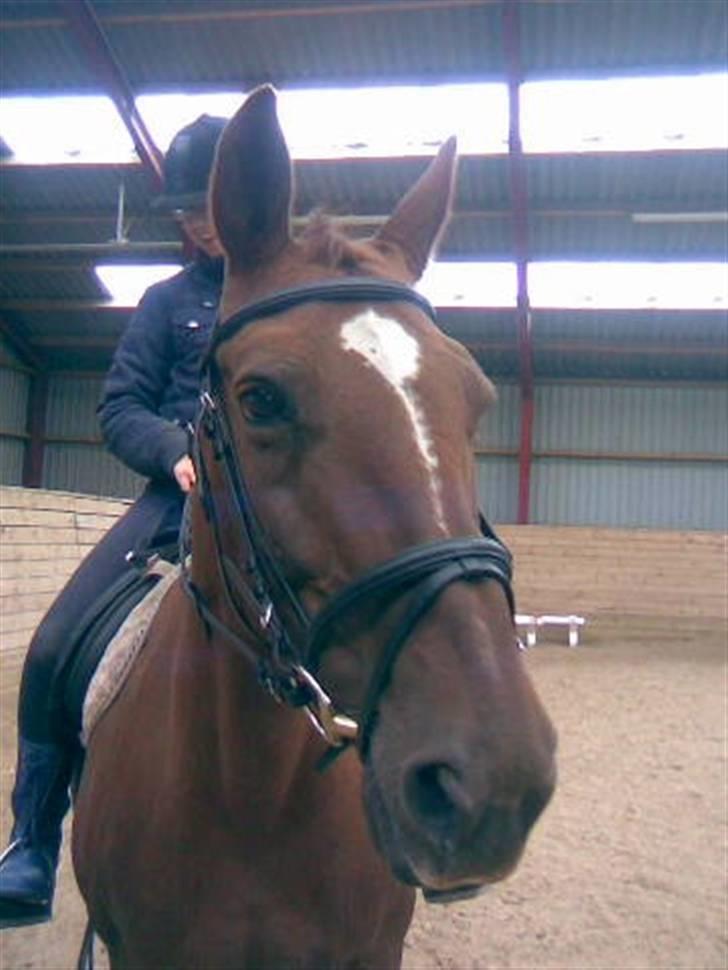 Anden særlig race Freja - Så prøver vi med hovedtøj og rytter på, det tog hun meget pænt, dog havde hun en del hovedrysten i starten. billede 6