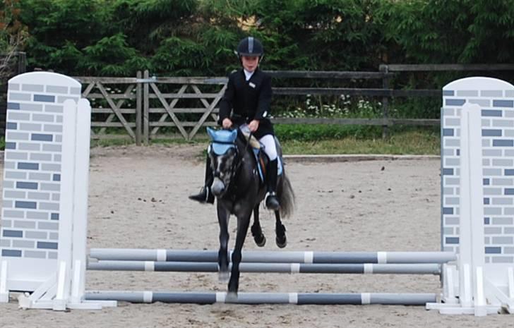 Anden særlig race Aziz SOLGT - Ponyfestival 2008 - Vores første stævne 50 cm. billede 4