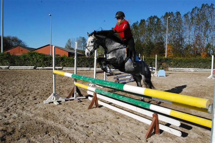 Anden særlig race Aziz SOLGT - Træning 15/10-09 okse på 105 cm billede 17