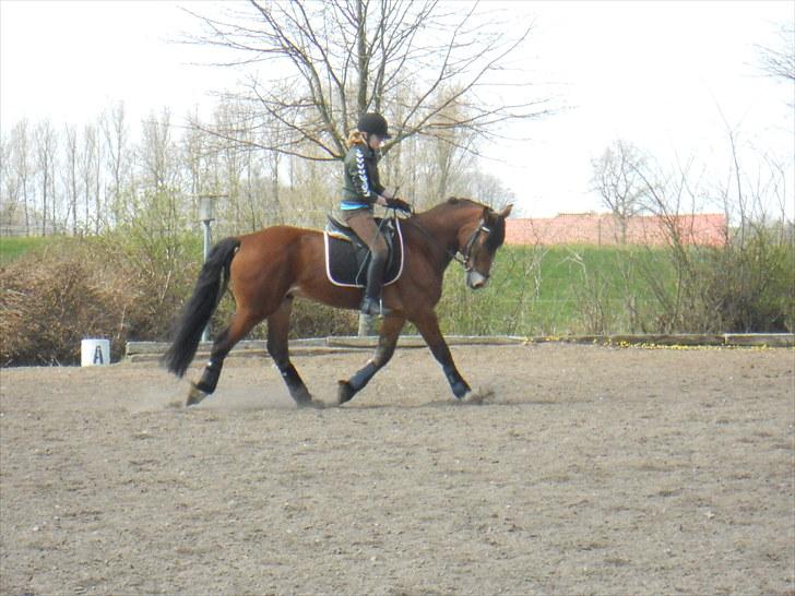 Anden særlig race Torja (Halvpart) - jeg rider #5 billede 5