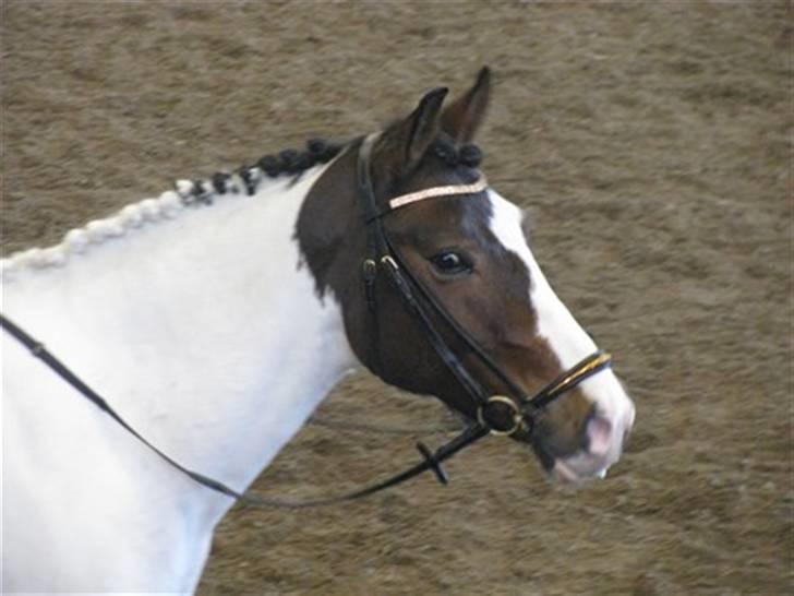 Anden særlig race Billy Boy<3  R.I.P. - Stævne på holte :) billede 8