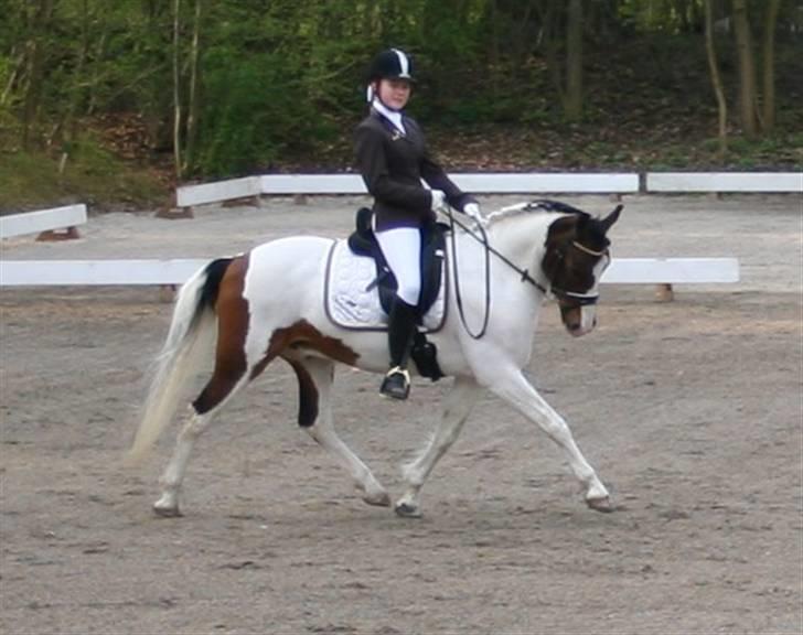 Anden særlig race Billy Boy<3  R.I.P. billede 9