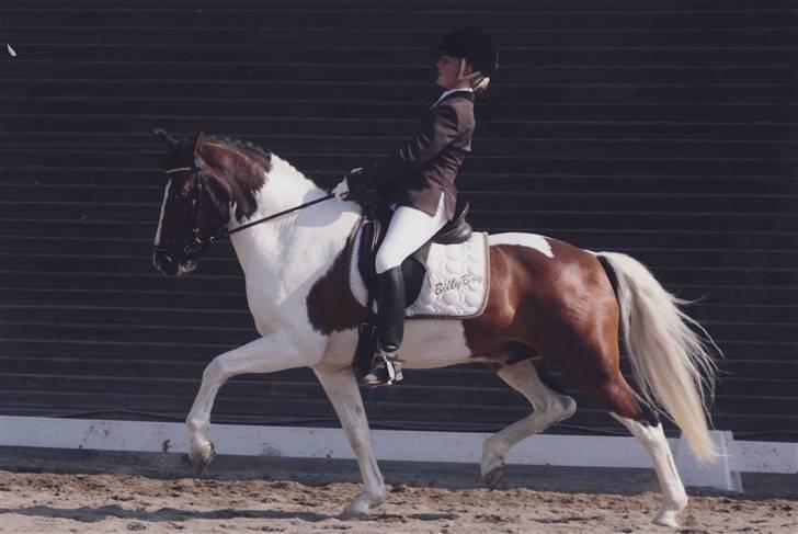 Anden særlig race Billy Boy<3  R.I.P. - Hvem sagde min pony, ikk kan flytte futterne? ;b billede 10