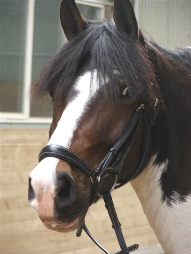 Anden særlig race Billy Boy<3  R.I.P. billede 11