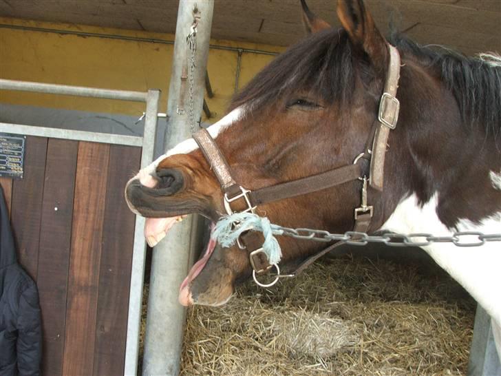 Anden særlig race Billy Boy<3  R.I.P. - SMIL!!!!!!!!! billede 12