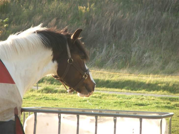 Anden særlig race Billy Boy<3  R.I.P. - Hingst, hingst, hingst!<3 billede 16