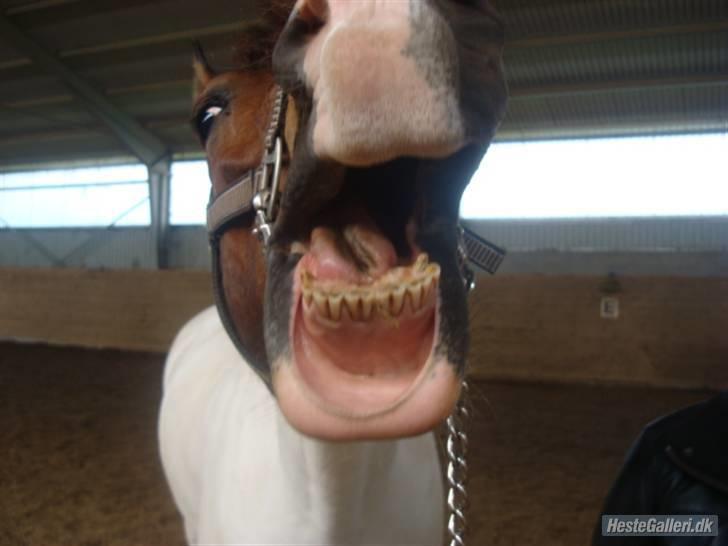 Anden særlig race Billy Boy<3  R.I.P. - Smuk er du :D Bare ikke lige på det her billede :) billede 18
