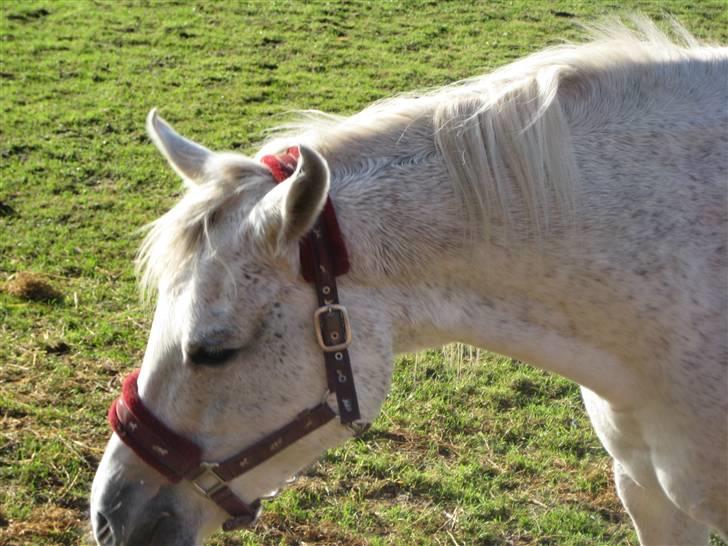 Arabisk fuldblod (OX) Cynthia ox 2172 billede 2