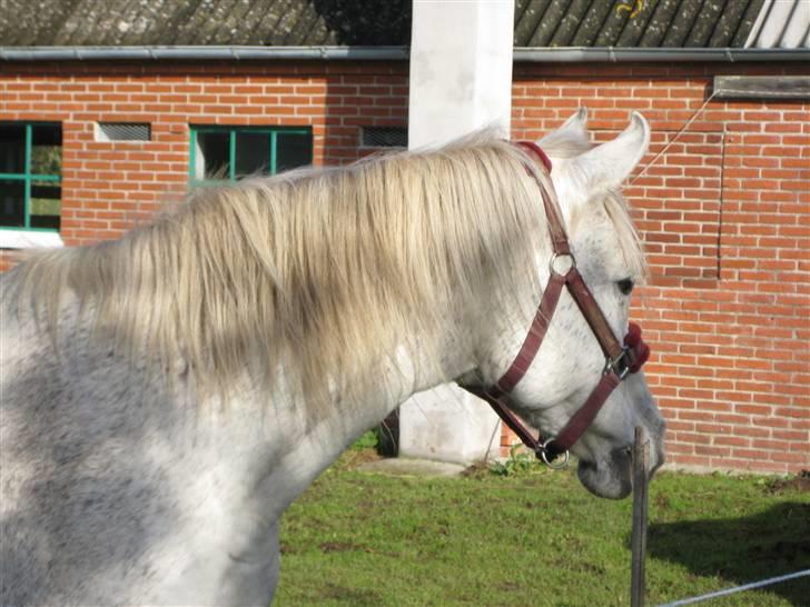 Arabisk fuldblod (OX) Cynthia ox 2172 billede 3